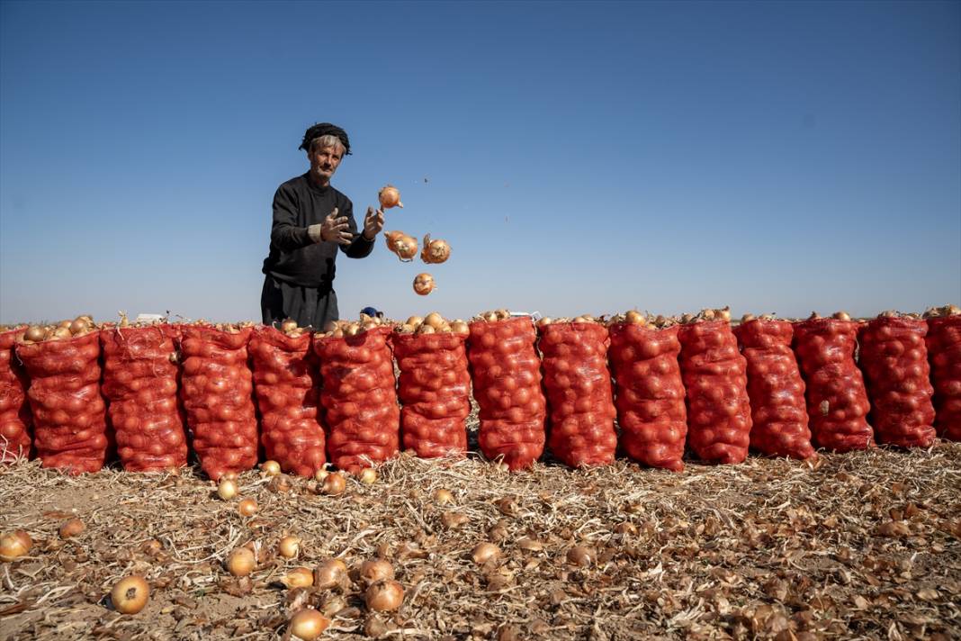 Konya Ovası’nda tablo gibi hasat 14